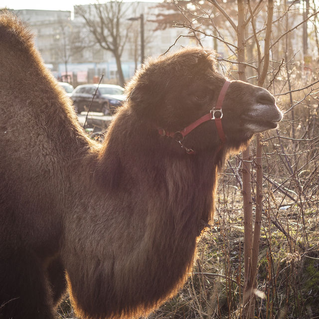 Camel in the city: Circus chapiteau in Berlin