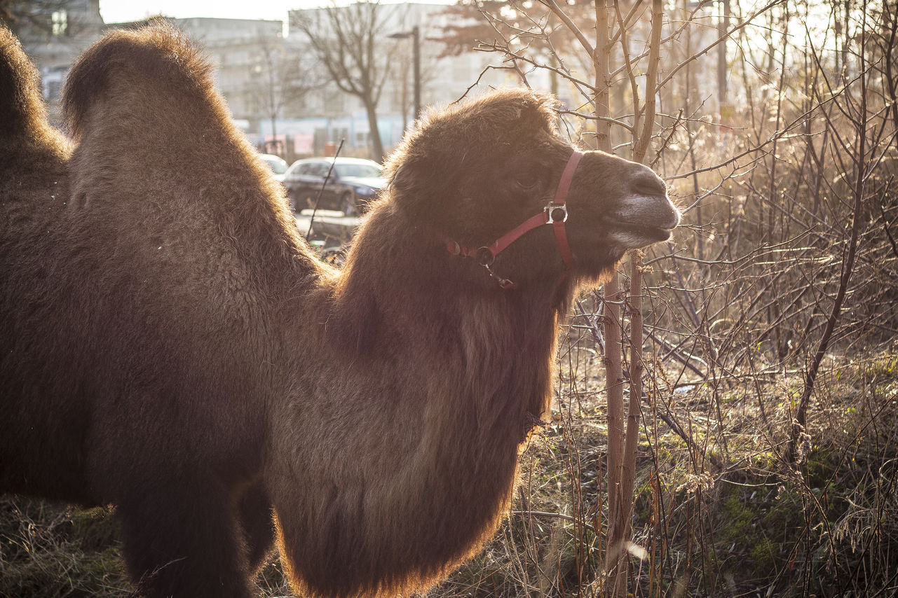 Camel in the city: Circus chapiteau in Berlin