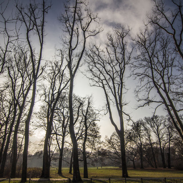 Treptow park: Old trees in the memorial