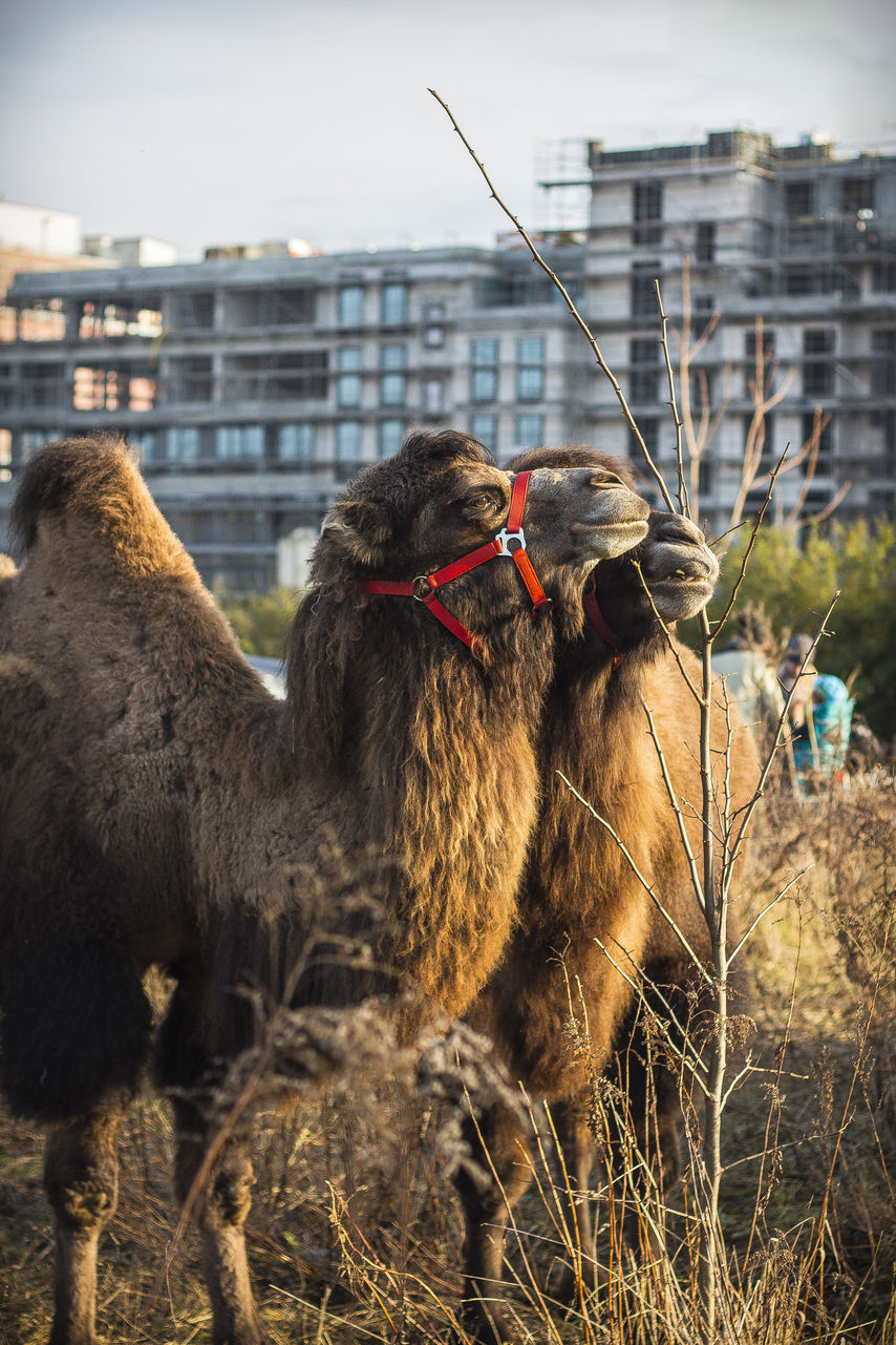 Camels in love: Circus on the streets