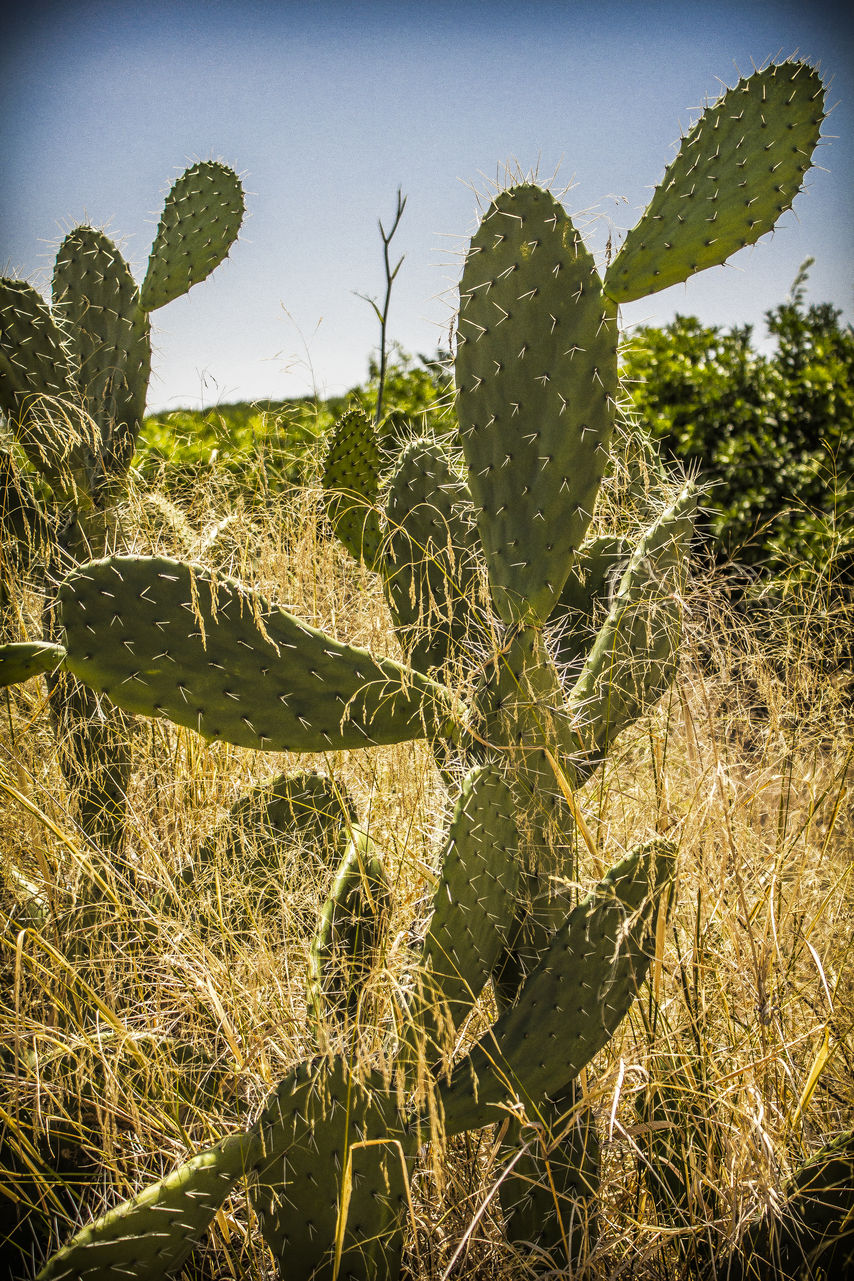 Prickly pear: On the way to Córdoba