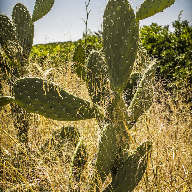 Prickly pear: On the way to Córdoba