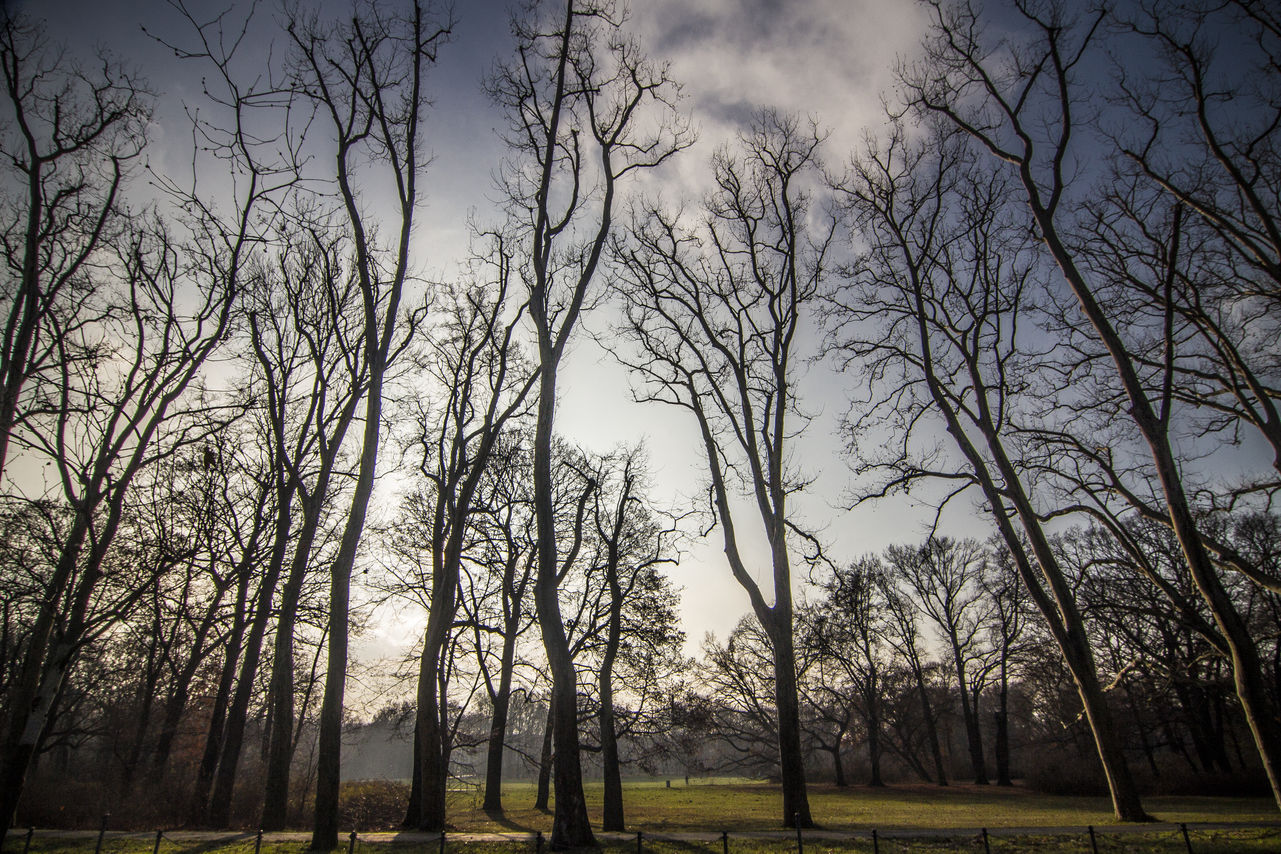 Treptow park: Old trees in the memorial
