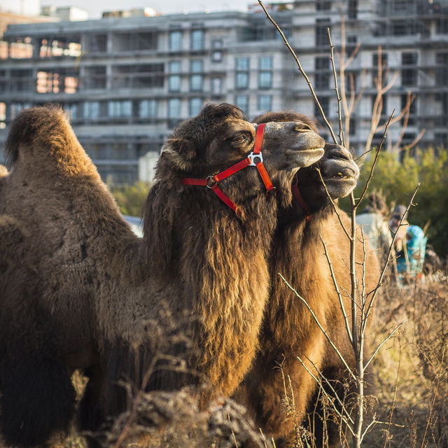 Camels in love: Circus on the streets